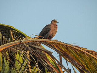 Red-eyed Dove Perched in Palm Tree