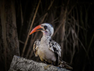 Western Red-billed Hornbill Sitting on Rock