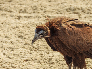 Juvenile Hooded Vulture Looking Down