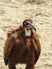 Juvenile Hooded Vulture