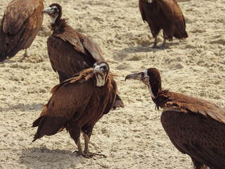 Hooded Vultures Gathering on Beach