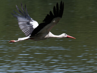 Fliegender Storch