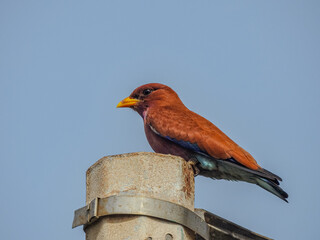 Broad-billed Roller