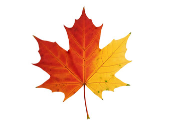 Obraz premium Vibrant autumn leaf, displaying a gradient of orange and yellow hues, against a stark black backdrop.