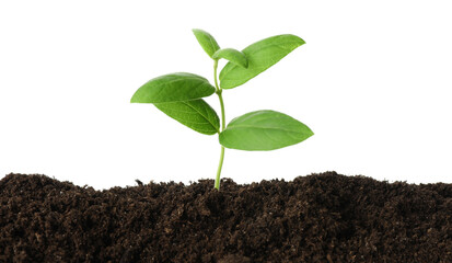 Young plant growing in soil isolated on white