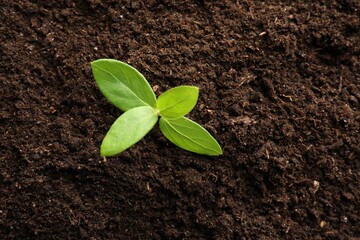 Young plant growing in soil as background, top view