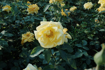 Closeup of Blooming Yellow Rose in Garden
