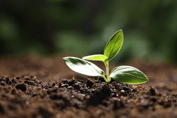 Young plant with green leaves growing from soil outdoors, closeup. Space for text