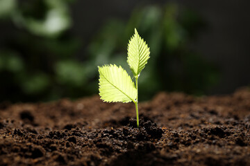 Young plant with green leaves growing from soil outdoors, closeup