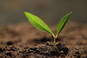 Young plant with green leaves growing from soil outdoors, closeup