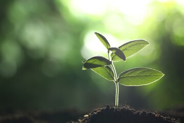 Young plant with green leaves growing from soil outdoors, closeup. Space for text