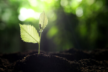 Young plant with green leaves growing from soil outdoors, closeup. Space for text
