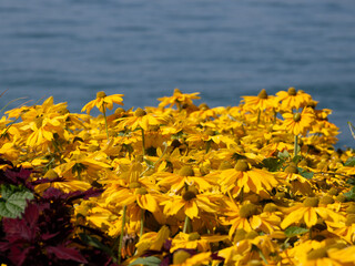 Blumen am Strand des Bodensees