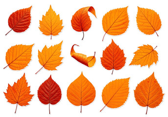 Obraz premium Autumnal leaf silhouettes in varying shades of orange and red, arranged on a black background.