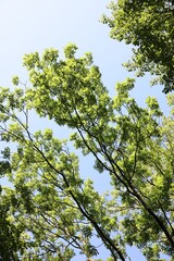 Beautiful trees with green leaves growing under blue sky, low angle view