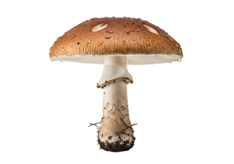 A single, detailed mushroom with a brown cap, white stem, and water droplets, stands out against a black background.