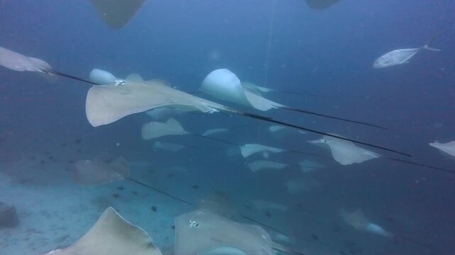 Shoal of pink whiprays swimming over seabed of tropical coral reef