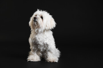 Cute white Maltese dog on black background, space for text