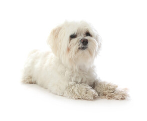 Cute Maltese dog on white background. Adorable pet