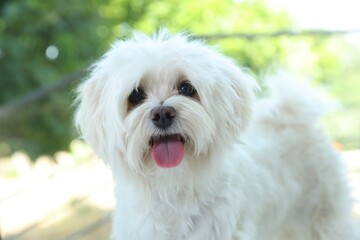 Cute white Maltese dog at home. Adorable pet