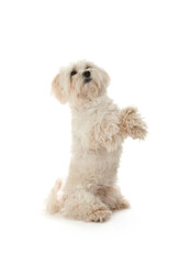 Cute Maltese dog on white background. Adorable pet
