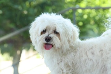 Cute white Maltese dog at home. Adorable pet