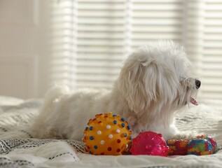 Cute white Maltese dog with toys on bed at home
