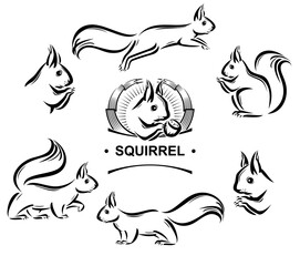 Squirrel set. Collection squirrel icons. Vector