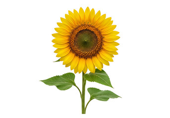 Obraz premium Vibrant sunflower head with dark green leaves, centered on a black background, displaying a rich yellow and brown color palette.