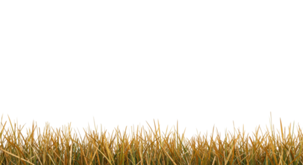 Dried golden-brown grass and reeds with green stems arranged horizontally on a transparent studio background with ample negative copy space, concept for minimalist branding and sustainability