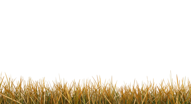 Dried golden-brown grass and reeds with green stems arranged horizontally on a transparent studio background with ample negative copy space, concept for minimalist branding and sustainability