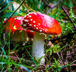 Vibrant red and white mushrooms in lush forest setting, perfect for nature-themed projects