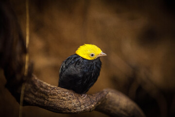 Beautiful golden-headed manakin perched on a branch, a vibrant and unique bird for nature lovers