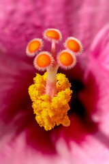 Vibrant hibiscus bloom showcasing intricate details and vivid colors, a stunning tropical flower...