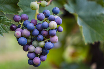 Fresh grapes hanging on vine ready to harvest a delicious bounty for wine or juice production