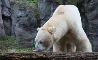A polar bear lowers its head to sniff a log, surrounded by rocks and greenery, showing its curious...