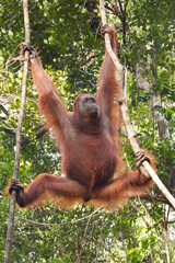 Wild Orangutan Climbing in Tropical Rainforest © malitxe