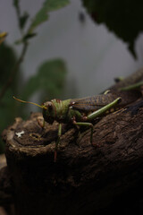 A green grasshopper rests on a branch, its antennae raised and wings folded, blending into the natural surroundings.