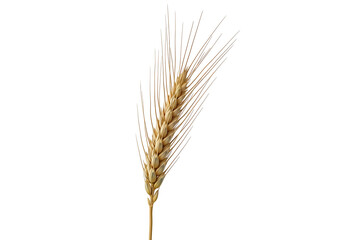 A single golden wheat ear stands out against a pure black backdrop.
