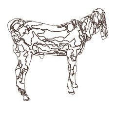 baby goat line art silhouette vector illustration color background