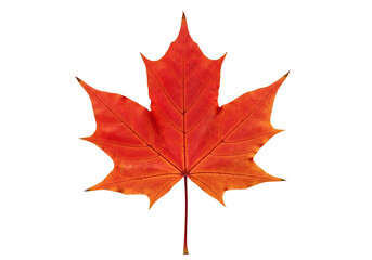 Obraz premium Vivid autumnal maple leaf displays vibrant hues against a stark black backdrop.