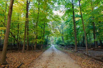 Obraz premium Autumn forest. Nature in fall season. Autumnal season in park. Seasonal leaves and tree. Natural autumn. Autumn beauty of nature. Fall season. Nature in forest. Fall leaves in park