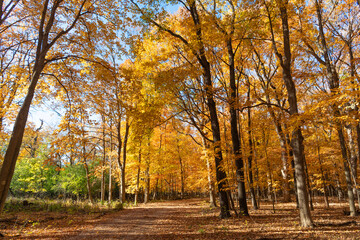 Autumn nature forest. Orange and yellow fall leaves. Fall season colors. Nature in autumn. Fall...
