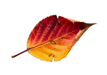A vibrant autumn leaf, displaying a captivating mix of crimson and gold hues, against a striking black background.