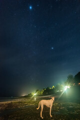 A dog stands on the sandy beach under the night sky, with dark water in the background.
