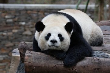 Close up Sleeping Panda in China