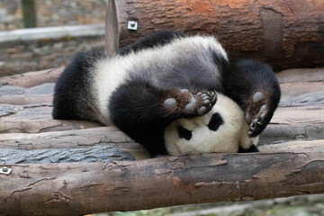 Obraz premium Close up Sleeping Panda in China