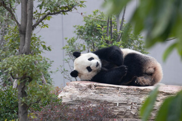 Naklejka premium Close up Sleeping Panda in China