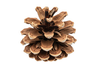 Close-up view of a pine cone, showcasing intricate details of its scales and textures.