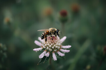 A bee rests on a pale pink flower with water droplets, set against a soft, green blurred background
